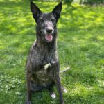 Malinois Galgo Mischling Nata, ca. 06/2018, ca. 65 cm,35329 Gemünden Felda