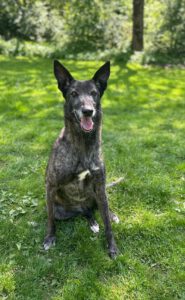 Malinois Galgo Mischling Nata, ca. 06/2018, ca. 65 cm,35329 Gemünden Felda