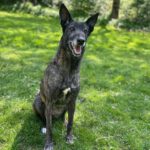 Malinois Galgo Mischling Nata, ca. 06/2018, ca. 65 cm,35329 Gemünden Felda