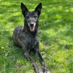 Malinois Galgo Mischling Nata, ca. 06/2018, ca. 65 cm,35329 Gemünden Felda