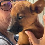 Podenco Malinois Mischling Naveen, 02/2025, Endgröße ca. 50- 55 cm