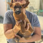 Podenco Malinois Mischling Naveen, 02/2025, Endgröße ca. 50- 55 cm