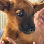 Podenco Malinois Mischling Naveen, 02/2025, Endgröße ca. 50- 55 cm