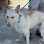 Podenco Mischling Nibu, 10/2022, ca. 63 cm