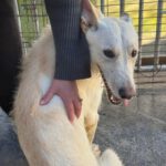 Podenco Mischling Nibu, 10/2022, ca. 63 cm