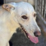 Podenco Mischling Nibu, 10/2022, ca. 63 cm