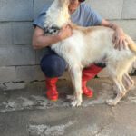 Podenco Mischling Nibu, 10/2022, ca. 63 cm