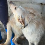 Podenco Mischling Nibu, 10/2022, ca. 63 cm