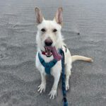Podenco Mischling Nibu, 10/2022, ca. 63 cm