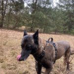 Malinois Nicole, 12/2017, ca. 60 cm, 14482 Potsdam