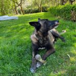 Malinois Nicole, 12/2017, ca. 60 cm, 14482 Potsdam