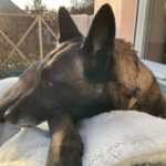 Malinois Nicole, 12/2017, ca. 60 cm, 14482 Potsdam