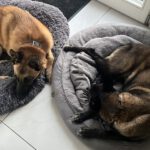 Malinois Nicole, 12/2017, ca. 60 cm, 14482 Potsdam