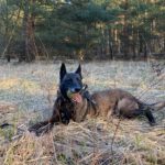 Malinois Nicole, 12/2017, ca. 60 cm, 14482 Potsdam
