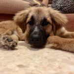 Mischling Nora, 11/2024, Endgröße ca. 60 cm