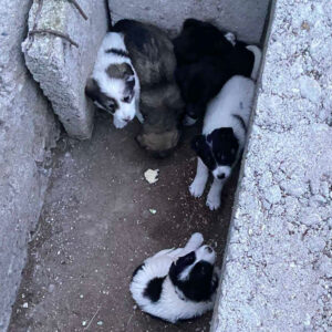 Notstand in Bulgarien - SALVA Hundehilfe e.V.