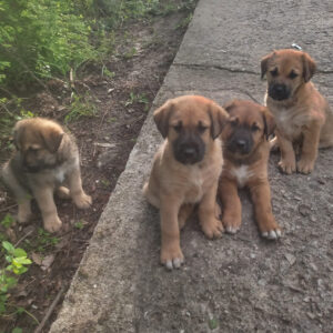 Notstand in Bulgarien - SALVA Hundehilfe e.V.