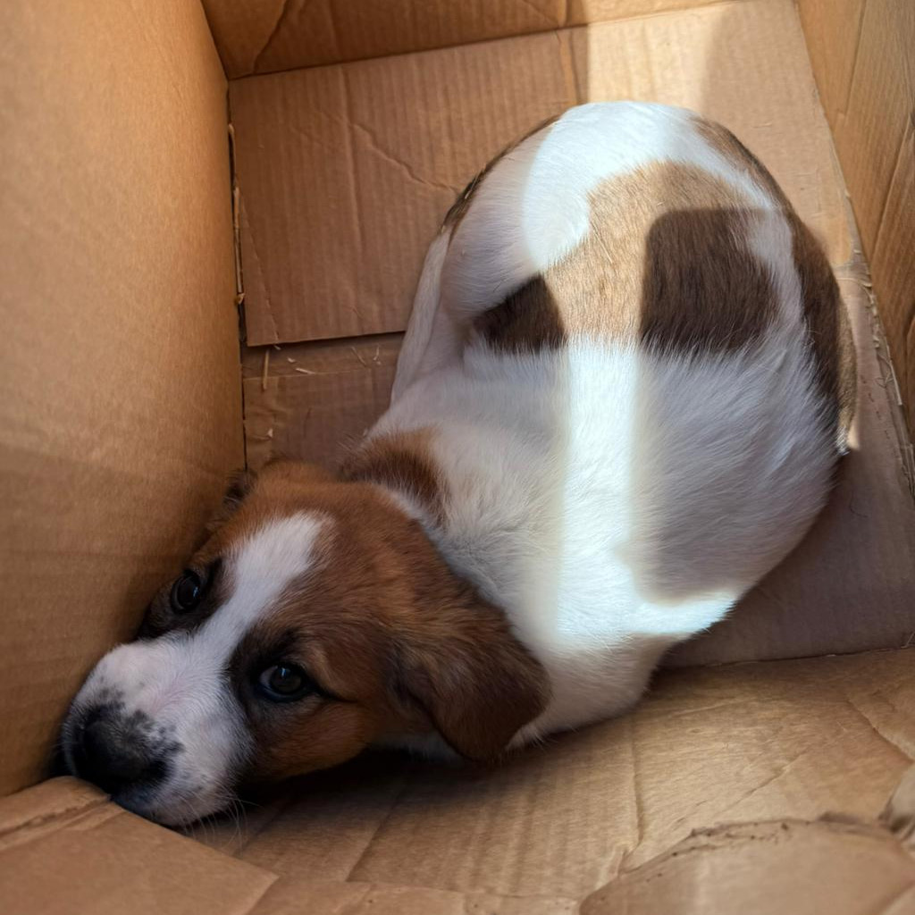 Notstand in Bulgarien - SALVA Hundehilfe e.V.