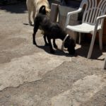 Wasserhund Obi Juan, 09/2023, ca. 50 cm