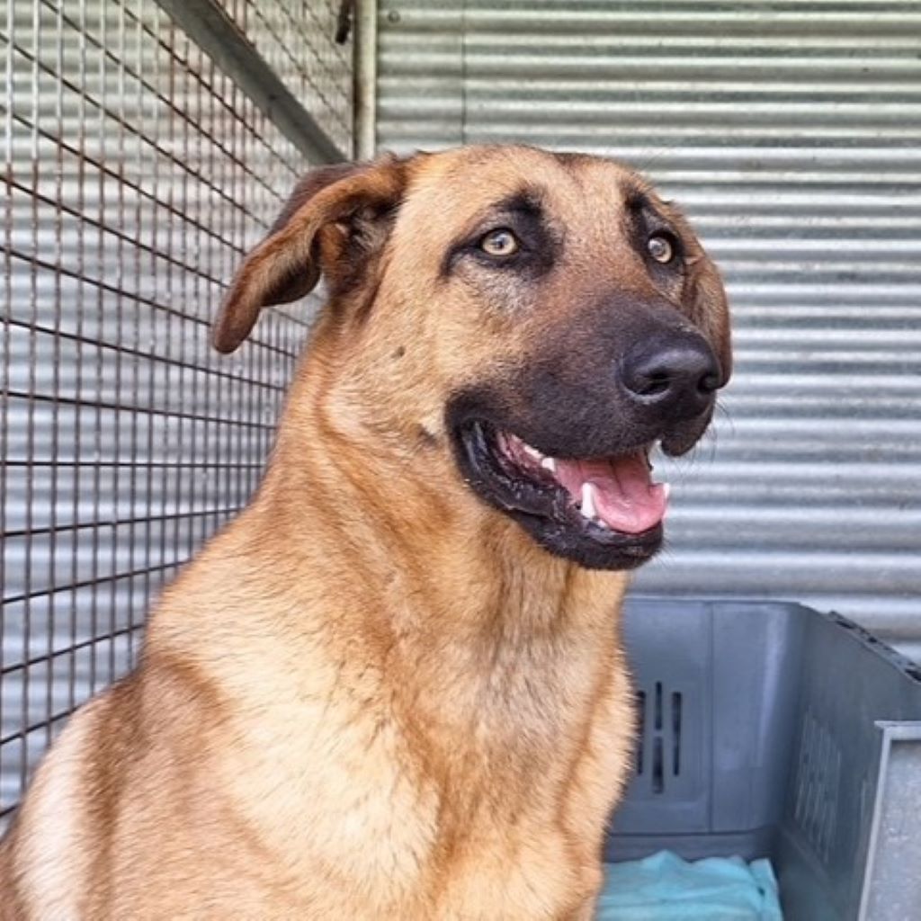 Mischling Paella, 05/2024, ca. 50- 60 cm