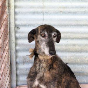 Galgo Paloma, 08/2016, ca. 65 cm