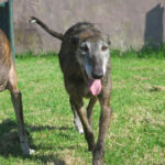 Galgo Paloma, 08/2016, ca. 65 cm
