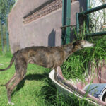 Galgo Paloma, 08/2016, ca. 65 cm