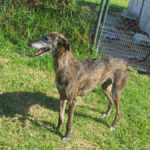 Galgo Paloma, 08/2016, ca. 65 cm