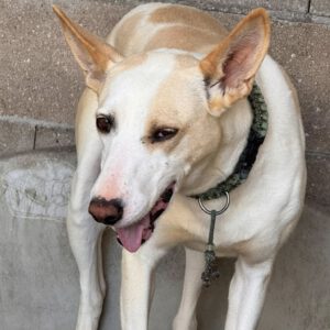 Podenco Pantoja, 01/2023, ca. 60 cm