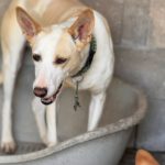 Podenco Pantoja, 01/2023, ca. 60 cm