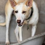Podenco Pantoja, 01/2023, ca. 60 cm