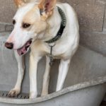 Podenco Pantoja, 01/2023, ca. 60 cm