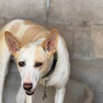 Podenco Pantoja, 01/2023, ca. 60 cm