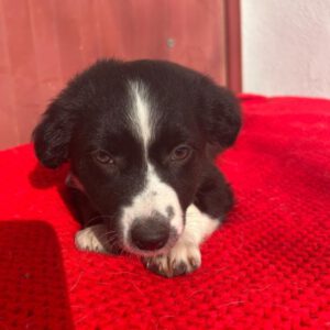Podenco Mischling Paul, 01/2025, Endgröße ca. 45- 55 cm