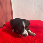 Podenco Mischling Paul, 01/2025, Endgröße ca. 45- 55 cm