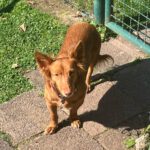 Podenco Maneto Pelusa, 09/2017, ca. 35 cm,63303 Dreieich