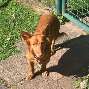 Podenco Maneto Pelusa, 09/2017, ca. 35 cm,63303 Dreieich