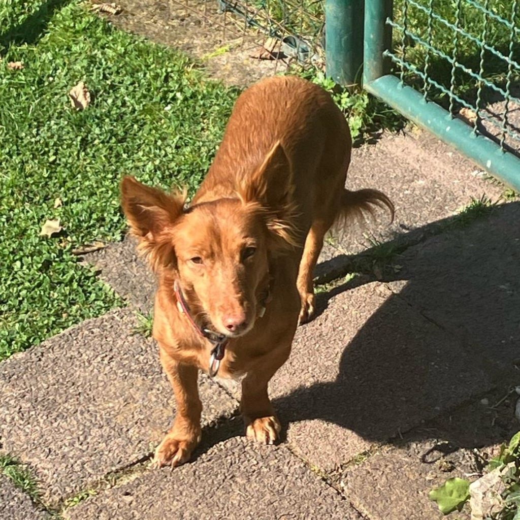 Podenco Maneto Pelusa, 09/2017, ca. 35 cm,63303 Dreieich