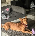 Podenco Maneto Pelusa, 09/2017, ca. 35 cm,63303 Dreieich