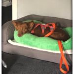 Podenco Maneto Pelusa, 09/2017, ca. 35 cm,63303 Dreieich