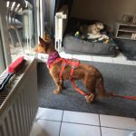 Podenco Maneto Pelusa, 09/2017, ca. 35 cm,63303 Dreieich