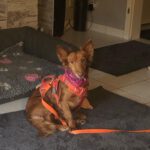 Podenco Maneto Pelusa, 09/2017, ca. 35 cm,63303 Dreieich
