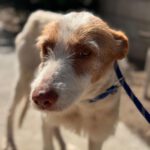 Podenco Petaca, 05/2015, ca. 55 cm