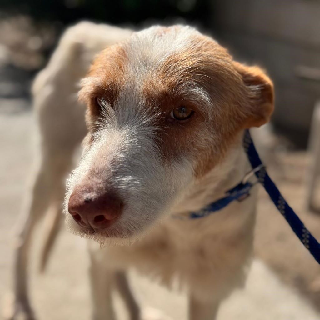 Podenco Petaca, 05/2015, ca. 55 cm