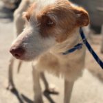Podenco Petaca, 05/2015, ca. 55 cm