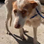 Podenco Petaca, 05/2015, ca. 55 cm