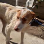 Podenco Petaca, 05/2015, ca. 55 cm