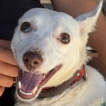 Podenco Petrus, 01/2023, ca. 40 cm