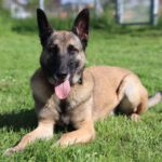 Malinois Pieza, 09/2019, ca. 65 cm, 42477 Radevormwald