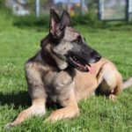 Malinois Pieza, 09/2019, ca. 65 cm, 42477 Radevormwald